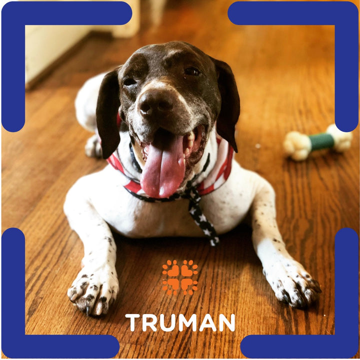 Truman, a German Shorthaired Pointer and one of the namesakes of Truman + Teddy
